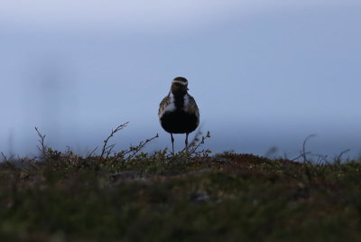 Golden Plover  Ljungpipare  (Pluvialis apricaria)