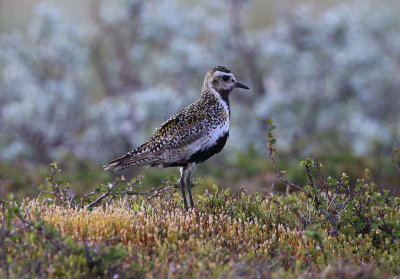 Golden Plover  Ljungpipare  (Pluvialis apricaria)