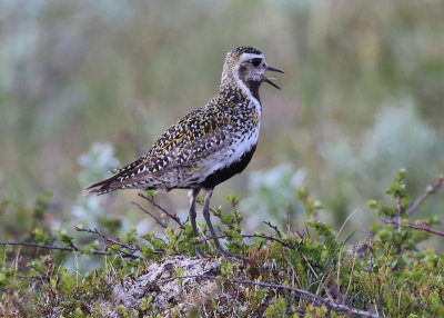 Golden Plover  Ljungpipare  (Pluvialis apricaria)