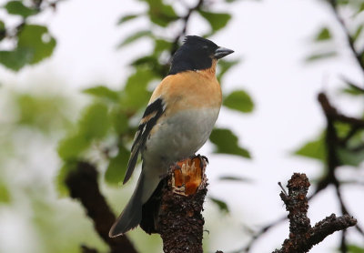 Brambling  Bergfink  (Fringilla montifringilla)