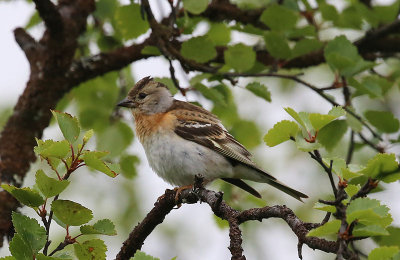 Brambling  Bergfink  (Fringilla montifringilla)