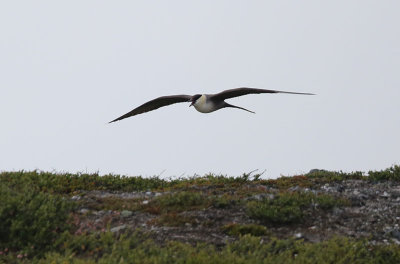 Long-tailed Skua  Fjllabb  (Stercorarius longicaudus)