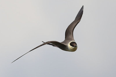 Long-tailed Skua  Fjllabb  (Stercorarius longicaudus)