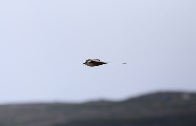 Long-tailed Skua  Fjllabb  (Stercorarius longicaudus)