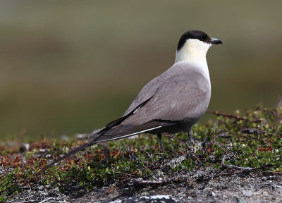 Long-tailed Skua  Fjllabb  (Stercorarius longicaudus)