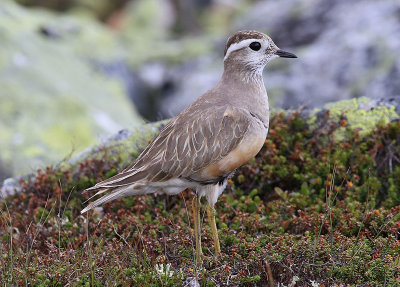 Dotterel  Fjllpipare  (Charadrius morinellus)