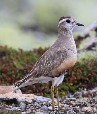 Dotterel  Fjllpipare  (Charadrius morinellus)