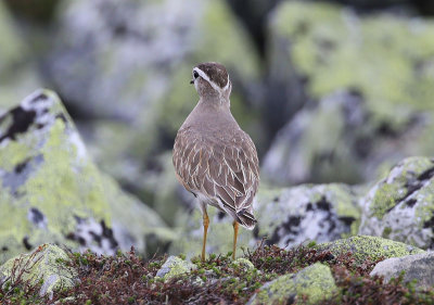 Dotterel  Fjllpipare  (Charadrius morinellus)