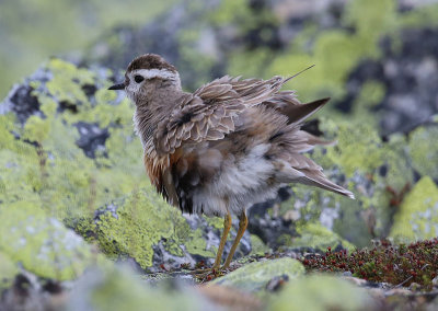 Dotterel  Fjllpipare  (Charadrius morinellus)