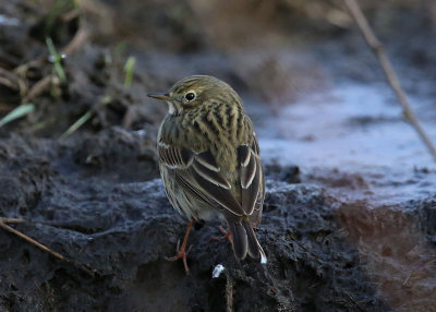 Meadow Pipit  ngspiplrka  (Anthus pratensis)