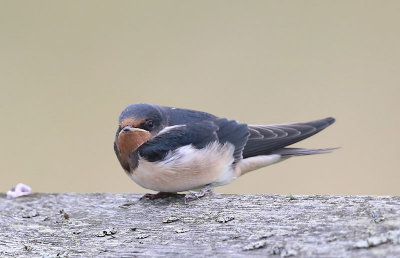 Barn Swallow  Ladusvala  (Hirundo rustica)