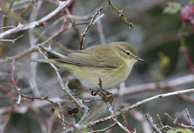 Chiffchaff  Gransngare  (Phylloscopus collybita)