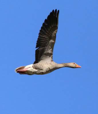 Greylag Goose  Grgs  (Anser anser)