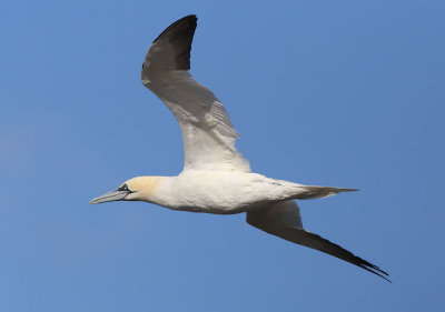 Gannet  Havssula  (Morus bassanus)