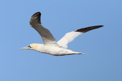 Gannet  Havssula  (Morus bassanus)