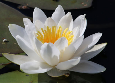 Vit nckros  (Nymphaea alba)