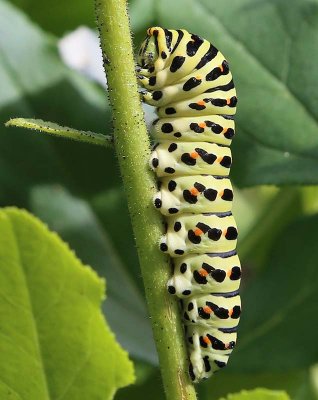 Swallowtail caterpillar  Makaonlarv  (Papilio machaon)