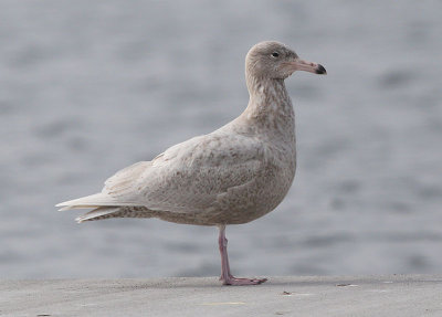 Glaucous Gull  Vittrut  (Larus hyperboreus)