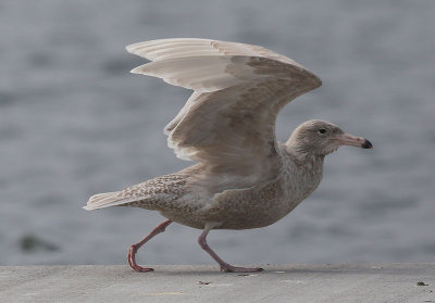 Glaucous Gull  Vittrut  (Larus hyperboreus)