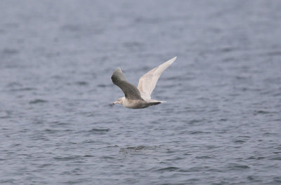 Glaucous Gull  Vittrut  (Larus hyperboreus)