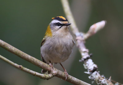 Firecrest  Brandkronad kungsfgel  (Regulus ignicapilla)