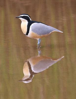 Egyptian Plover  (Pluvianus aegyptius)