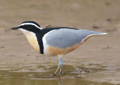 Egyptian Plovers (Pluvianus aegyptius)