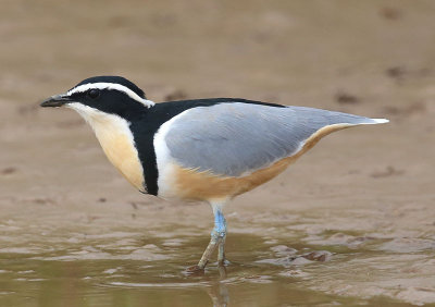 Egyptian Plovers  (Pluvianus aegyptius)