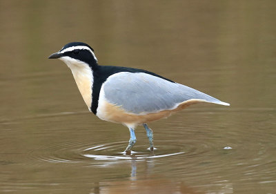 Egyptian Plovers (Pluvianus aegyptius)
