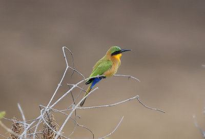 Red-throated Bee-eater (Merops bulocki)