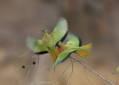 Red-throated Bee-eater (Merops bulocki)