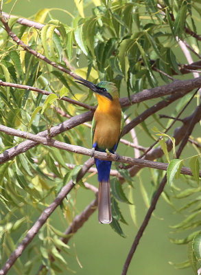 Red-throated Bee-eater  (Merops bulocki)