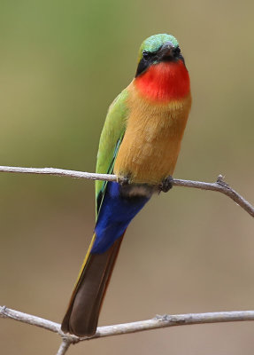 Red-throated Bee-eater  (Merops bulocki)