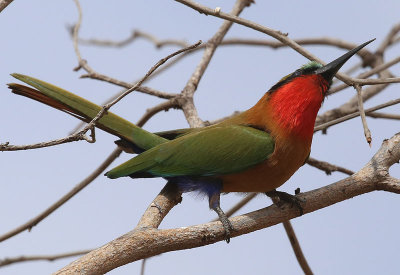 Red-throated Bee-eater  (Merops bulocki)