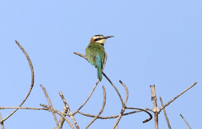 White-throated Bee-eater  (Merops albicollis)