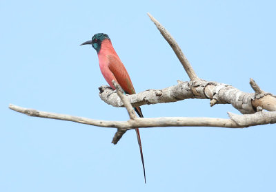 Northern Carmine Bee-eater  (Merops nubicus)