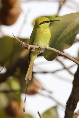Little Green Bee-eater (Merops orientalis)