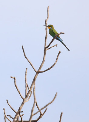 Swallow-tailed Bee-eater  (Merops hirundineus)