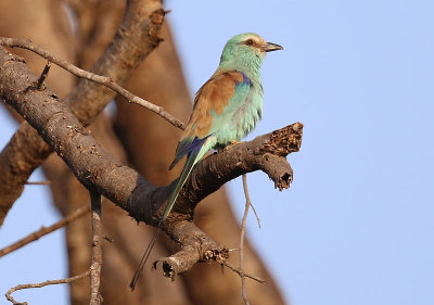 Abyssinian Roller  (Coracias abyssinicus)