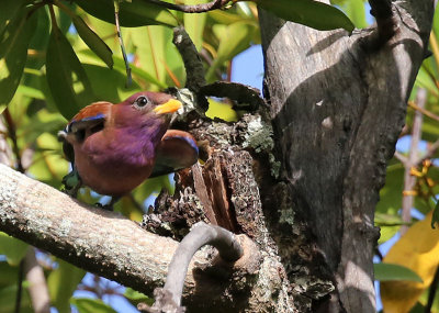 Broad-billed Roller  (Eurystomus glaucurus)