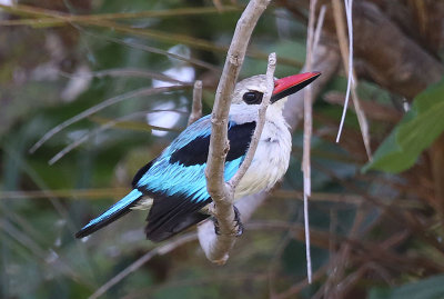 Woodland Kingfisher  (Halcyon senegalensis)