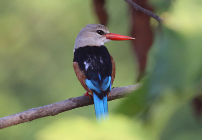 Grey-headed Kingfisher (Halcyon leucocephala)
