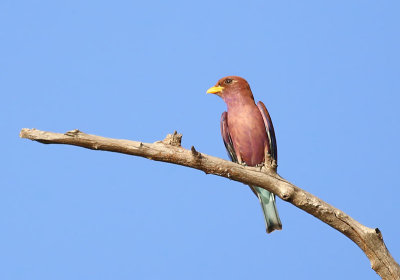 Broad-billed Roller  (Eurystomus glaucurus)