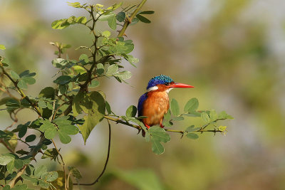Malachite Kingfisher (Alcedo cristata)