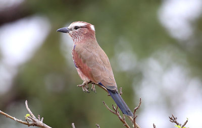 Rufous-crowned Roller  (Coracias naevius)