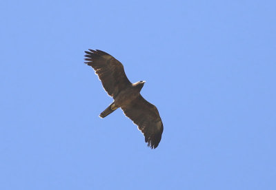 Wahlberg's Eagle (Hieraaetus wahlbergi)