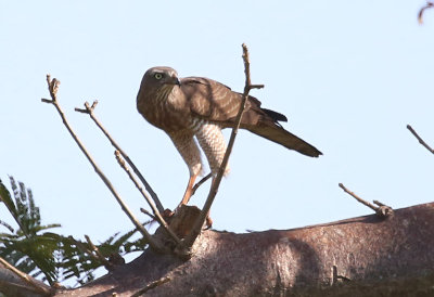 Dark Chanting Goshawk  (Melierax metabates)