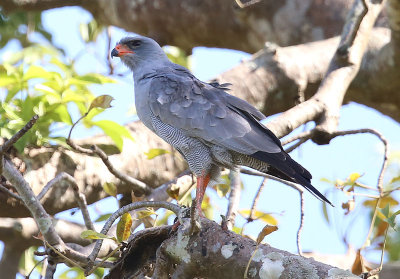 Dark Chanting Goshawk  (Melierax metabates)