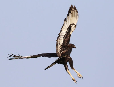 Long-crested Eagle (Lophaetus occipitalis)