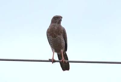 Dark Chanting Goshawk  (Melierax metabates)